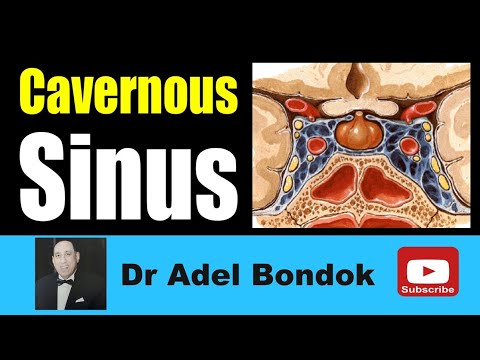 Cavernous Sinus, Dr Adel Bondok Making Anatomy Simple