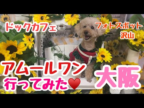 【ドックカフェ】アムールワンにいったら可愛いフォトスポット沢山💖