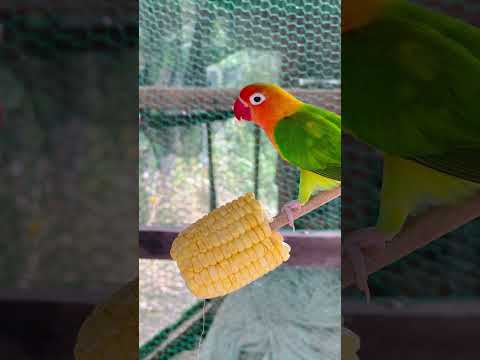 Smart lovebird Parrot  , love birds eating corn 🌽 🦜🥰 #bird #lovebirds