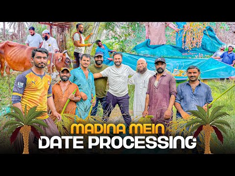 Exploring Date Processing in Madina 🌴💚 | A Cow’s Kick & Delicious Desi Feast 🐮😋