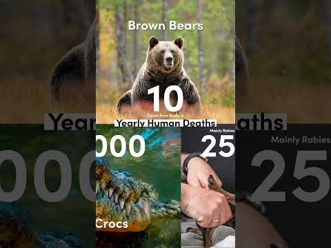 Interesting Study on Brown Bear Attacks