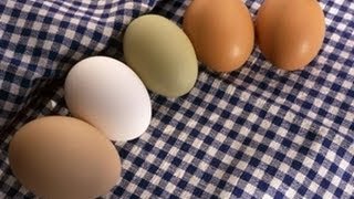 Duck Eggs Vs. Chicken Eggs