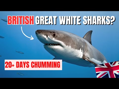 I SEARCHED FOR UK GREAT WHITE SHARKS in 2023, What Happened?🦈🇬🇧