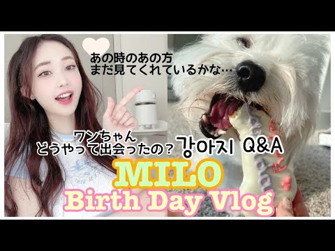 Milo's Birthday Vlog🍧💕 Dog's Q and A 🐶 + super cute jewelries recommendations :) ✨