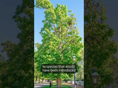 Colonial Williamsburg's Arboretum