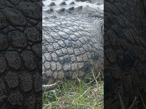 Crocodile Digestion! #saltwatercrocodile #youtubeshorts #youtube #belly