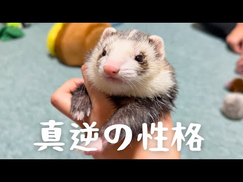 【フェレット】冬休み最終日に遊びに来た姉と甥【ferret#1721】