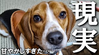 ビーグルを飼うと1週間こんな感じです