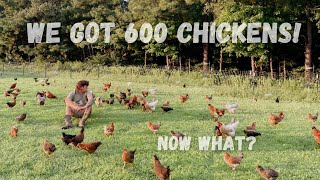 We ordered 600 chickens for our small farm. Pasture raised chickens for eggs. How we did it.