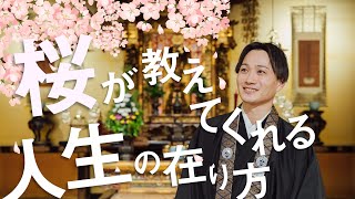 お坊さんのひとくち法話「桜が教えてくれる人生の在り方」