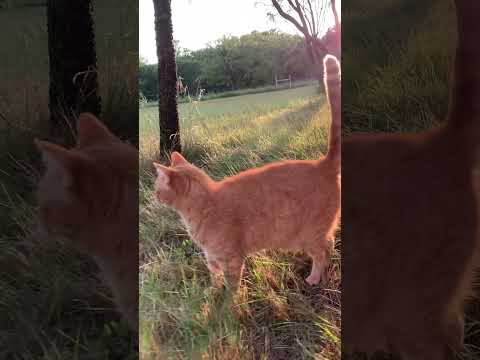 #countrylife #precious #texas #orangecat #toebeans #catlovers #catshorts #catpaws #bestcat #catlover