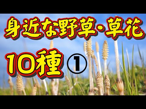 【身近な野草・草花図鑑①】身近な野草・草花を、季節に関係なく１０種類をピックアップして詳しく解説しました。特に、その草花の「名前の由来」について、どうしてそんな名前がついたのか、有力な説を載せました。