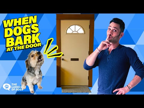 Barking At The Door Solved W/ Dog Expert Justin Silver