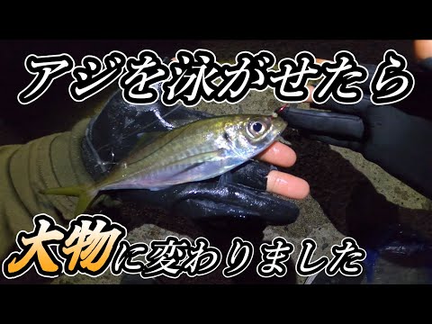 【泳がせ釣り】アジが大物に変わります！泳がせ釣りの大切なポイントは．．【小名浜沖堤防】