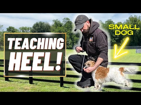 HOW TO TRAIN A SMALL DOG/ PUPPY TO HEEL! If You Can't Do This DON'T MOVE ON!