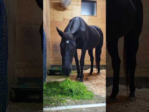 おいしい嬉しい生牧草‪🌱‬🐎ありがとうございます！ #生牧草バンク  #引退競走馬 #サラブレッド #引退馬支援 #馬 #動物