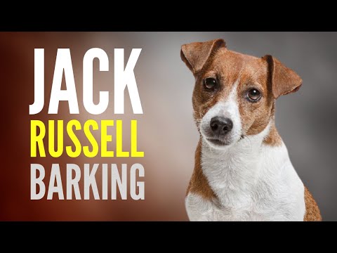 Jack Russell Terrier Barking Sound Effect. JRT Bark SFX to Get Dog's Attention