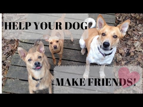 Help Your Dog MAKE FRIENDS! | The Trick to SOCIALIZING Your Dog