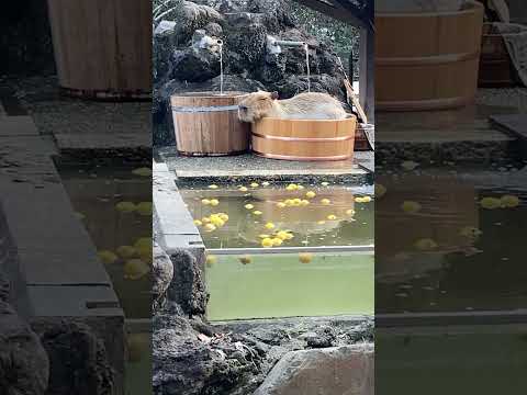 気持ちよさそうなカピバラさん(埼玉県こども動物自然公園) #shorts #capybara