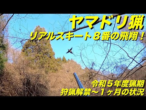 令和5年度猟期 ヤマドリ猟 リアルスキート8番　狩猟解禁〜１ヶ月の状況 Copper Pheasant Hunting