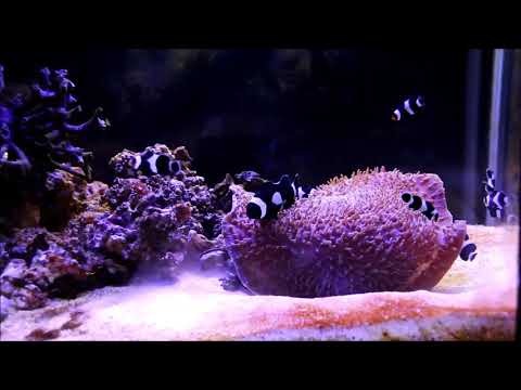 黑公子小丑和多毛香菇珊瑚Black and White Ocellaris Clownfish & Mushroom Coral 3k