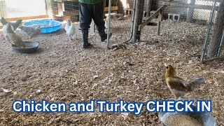 Backyard Chickens and Turkeys // Egg Layers