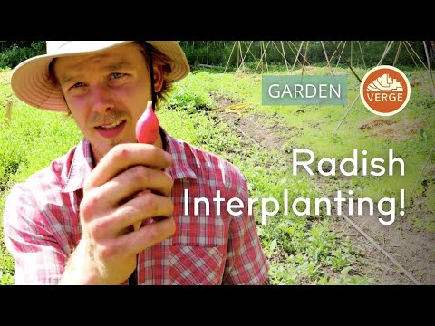 Radish Interplanting for Maximum Yield