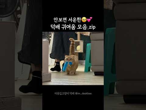 귀여움 종합선물세트 받으세욥🎁👀