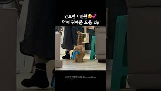 귀여움 종합선물세트 받으세욥🎁👀