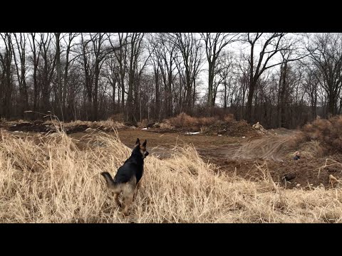 Ep137 Hide and Seek with Our German Shepherd - Hiking Video with our Dog