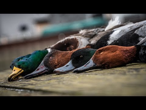 Duck Hunting "Differences"