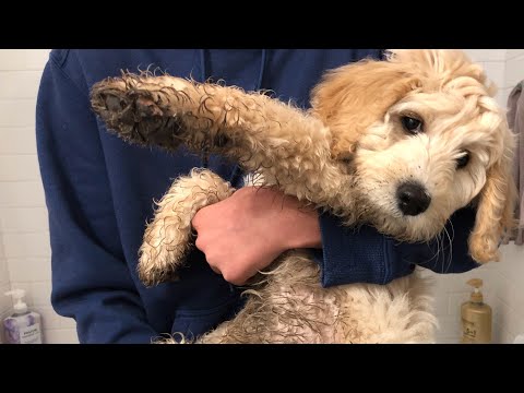 12 Week Old Goldendoodle Hide and Seek/ゴールデンドゥードルかくれんぼ