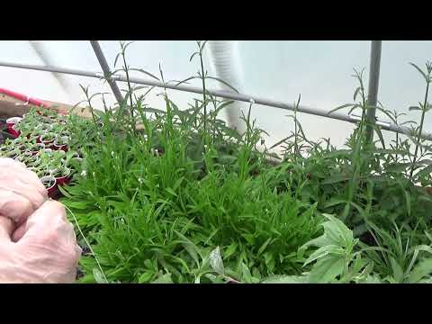 Transplanting Verbena Bonariensis Seedlings, Mature Verbena Bonariensis Plants