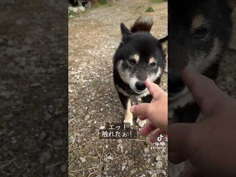 【捨て犬】嫁さんと休みの日は保護活動始めました。