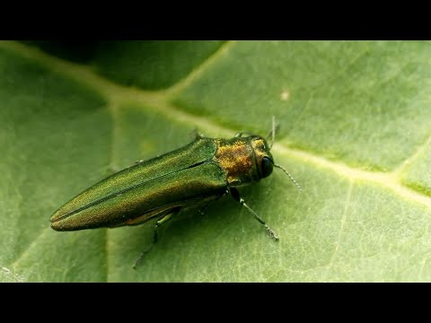 A small insect makes a big impression on the landscape