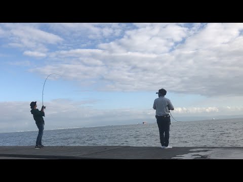 【ショアジギング】堤防で青物と太刀魚がたくさん釣れました