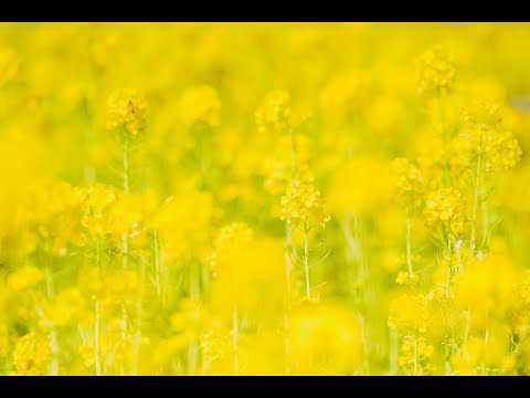 FUJIFILM XF90mmF2 R LM WR レンズレビュー （First impression）