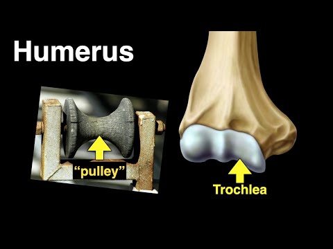 Humerus