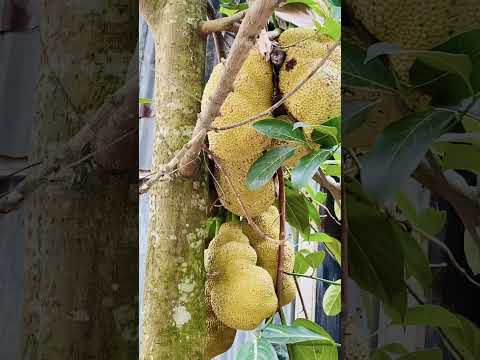 আমাদের গ্রামের বাড়ীর গ্রীষ্মকালীন ফলমূল 🥭🍋🍊🍐