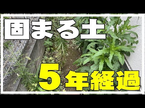 【カインズ】固まる土施工その後～5年目の現状確認・苔・ひび割れは？