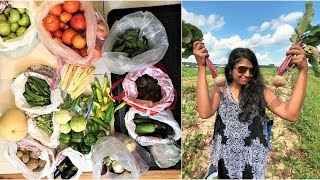 First time Tomatoes onions picking | Storing veggies | FamilyTravelerVLOGS Ep.127 USA TAMIL VLOG