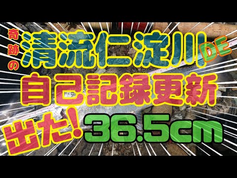 清流仁淀川  本流アメゴ  自己記録更新  もうサツキマスと言わせて！