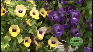 Allan Armitage Recommends Summer Wave Torenia as a Versatile Shade Plant