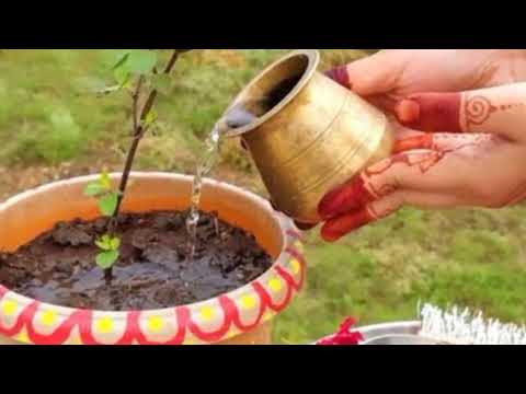 Tulsi ropan kasari garne Tulsi kata farker ukhelne #dharmikkura #tulsiropan2081 #shortvideo