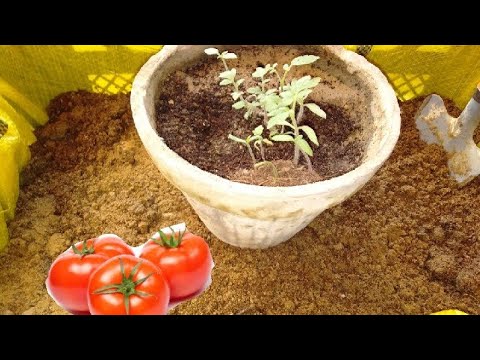 How to Transplant Tomatoes? (easy method)