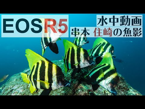 EOS R5で撮影した水中動画！串本  住崎の魚影がハンパない！