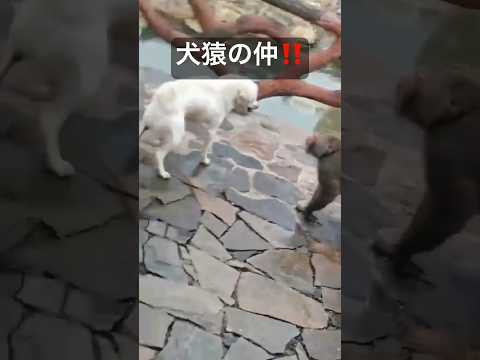 大乱闘！スマッシュブラ○ーズ！　#shorts #short #動物　#喧嘩　#おもしろ動画