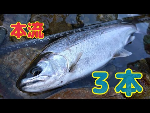 本流アメゴ(アマゴ)  午後から良く釣れた日！