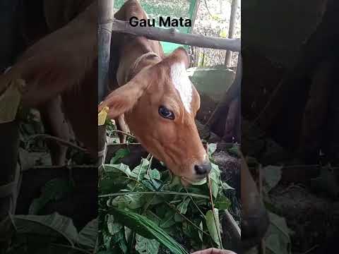 Gau Seva #gaumata #srikrishna #mother