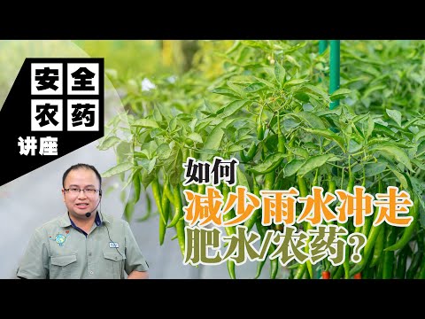 【Baba安全农药讲座】 不让一场雨水毁了你所有的努力，掌握减少雨水损失的实用技巧！| 如何减少雨水冲走肥水农药？